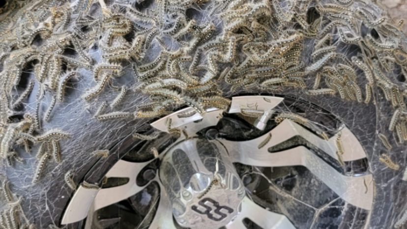 Mature forest tent caterpillars can be found in clusters on silk “mats”.