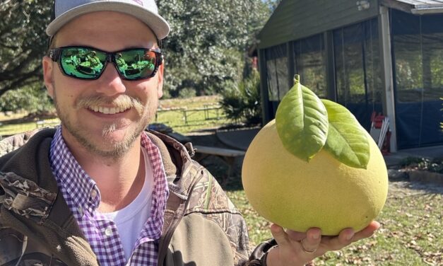 Question of the Week – Pomelo
