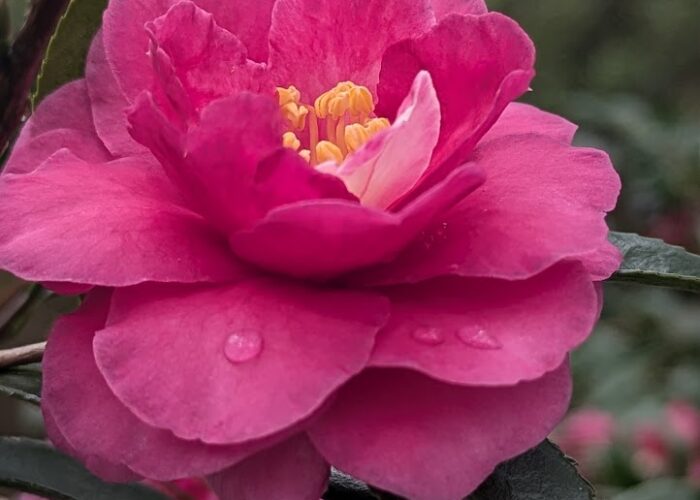 Shishigashira Sasanqua (Camellia sasanqua 'Shishigashira')
