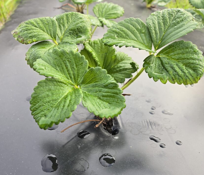 Strawberry plants are developing well in the Midlands.