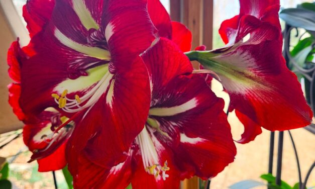 Giftable Amaryllis