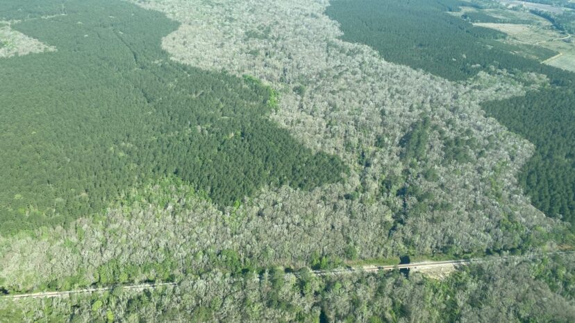 Tree defoliation from a forest tent caterpillar outbreak that occurred in the South Carolina Lowcountry from 2022-2024. These outbreaks defoliated thousands of acres of bottomland hardwoods as well as plantation-grown commercial hardwood species. The light areas show where caterpillars have completely defoliated host trees, while the dark green areas represent non-host trees (pines).
