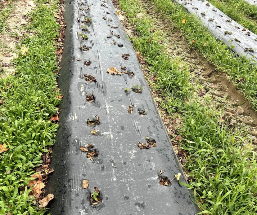 We sent off a disease sample for these strawberries and found phytophthora, an aggressive form of Neopest, and Fusarium.