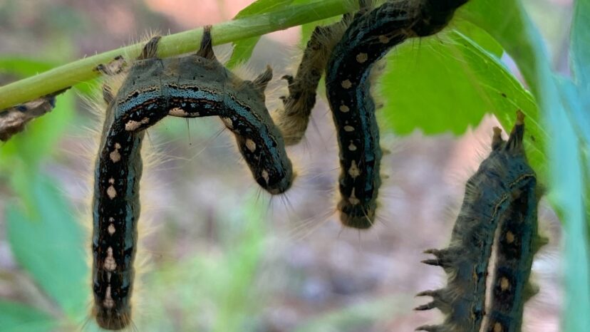 When killed by NPV, forest tent caterpillars hang in an upside-down “V” shape.