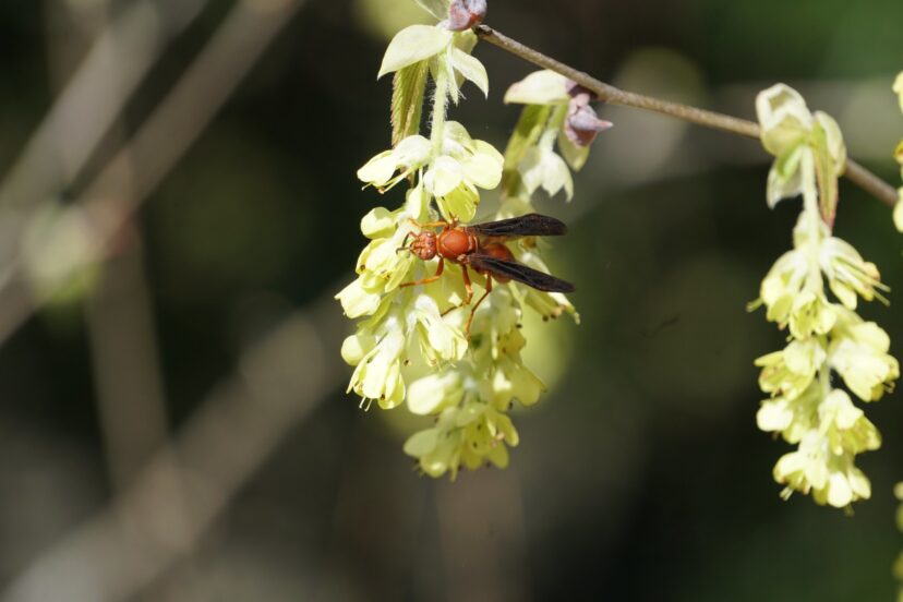 A bee on a flower Description automatically generated
