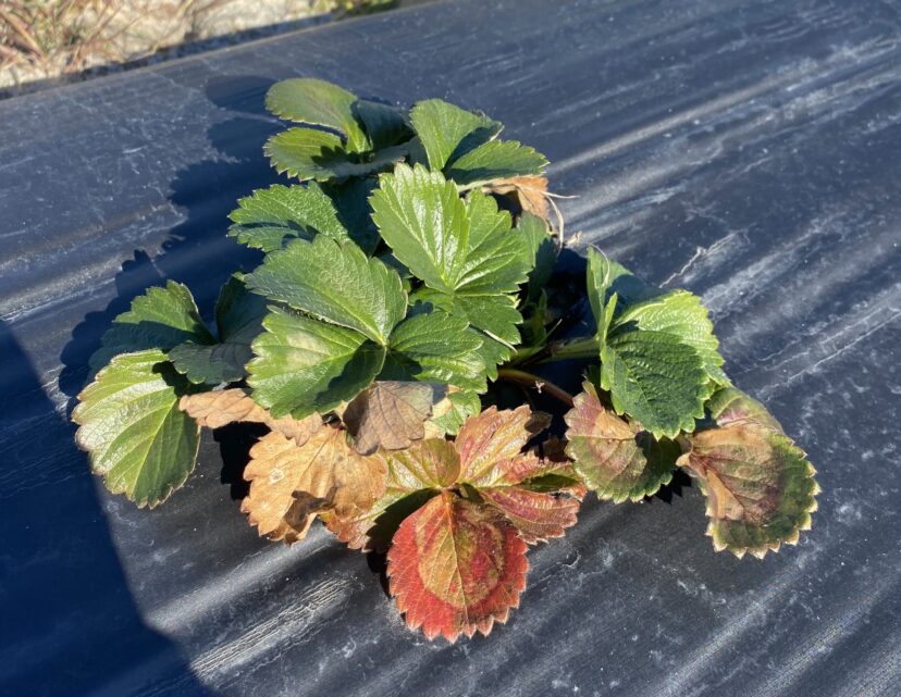 A plant on a black surface Description automatically generated