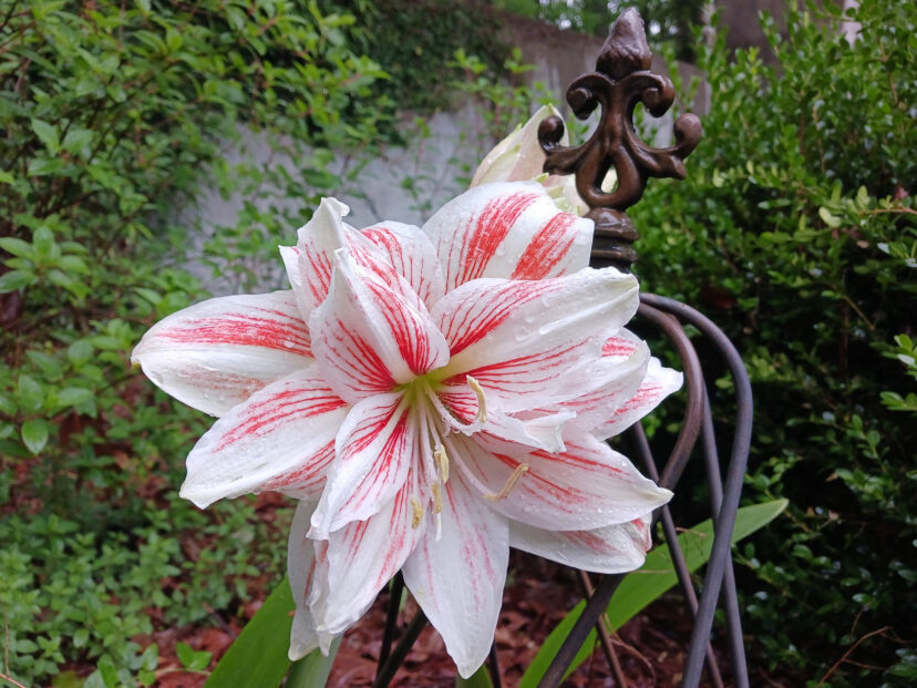 Amaryllis' Dancing Queen' was planted in the garden several years ago.