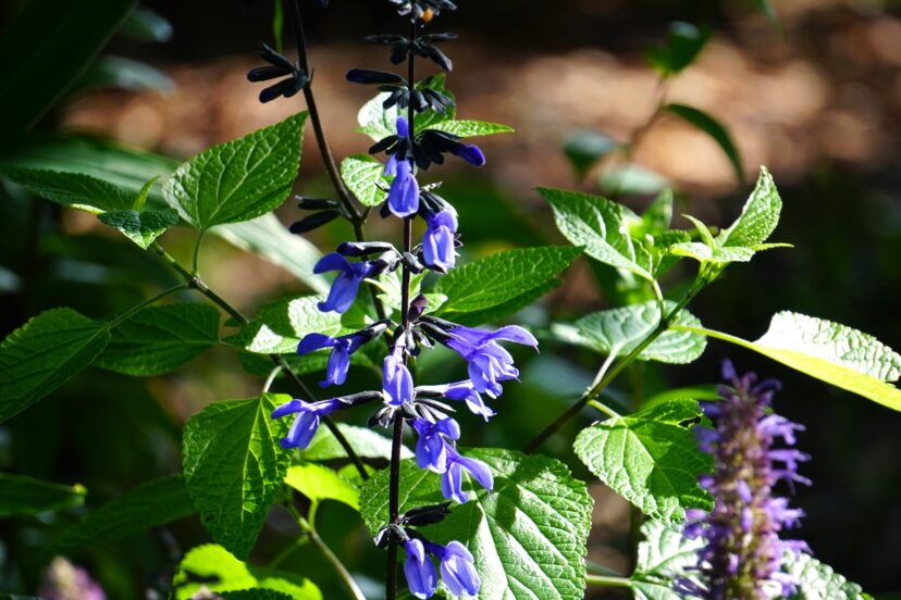 Anise-scented sage (Salvia guaranitica' Black and Blue') is another salvia selection that will grow well in moist soils.