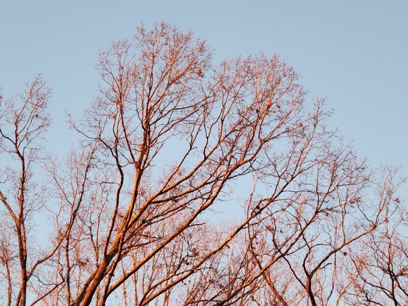 bare branches of deciduous trees add an architectural beauty to the garden