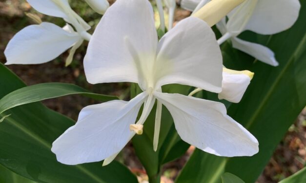 Perennials That Persist Through Droughts and Floods