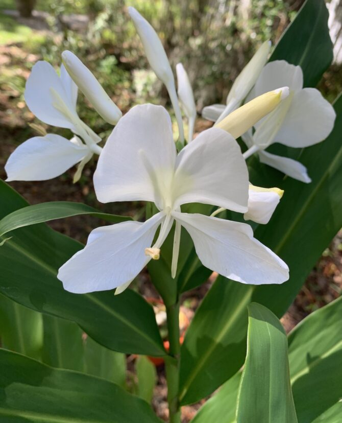 Butterfly ginger (Hedychium coronarium)