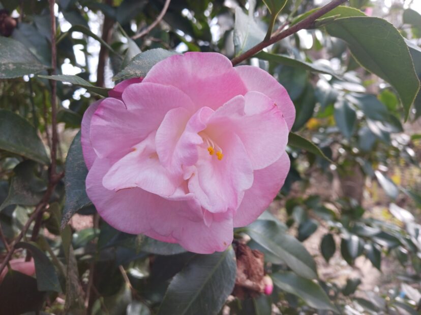 Camellia April Remembered (Camellia japonica 'April Remembered') blooms through the winter and spring.