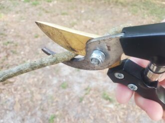 Cut the thicker end of the livestake at a 45-degree angle for ease of installation and to designate the bottom