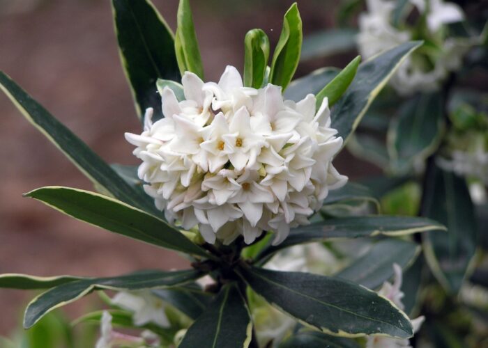 Daphne (Daphne odora) has a sweet, spicy scent but can be challenging to grow.