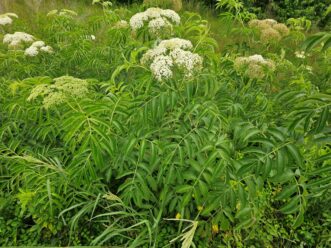 Elderberry (Sambucus canadensis)