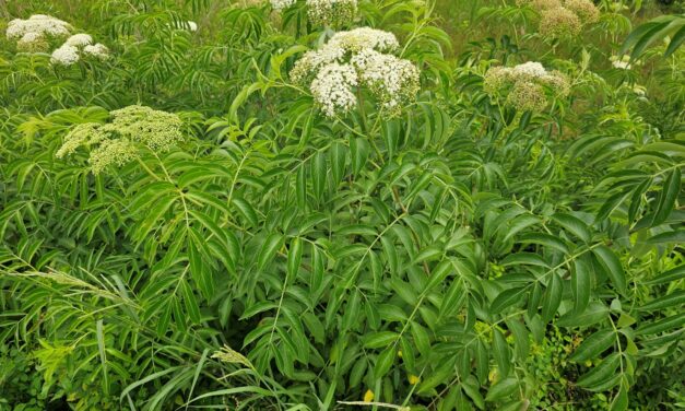 Livestakes: Easy Propagation for Streambank Plants