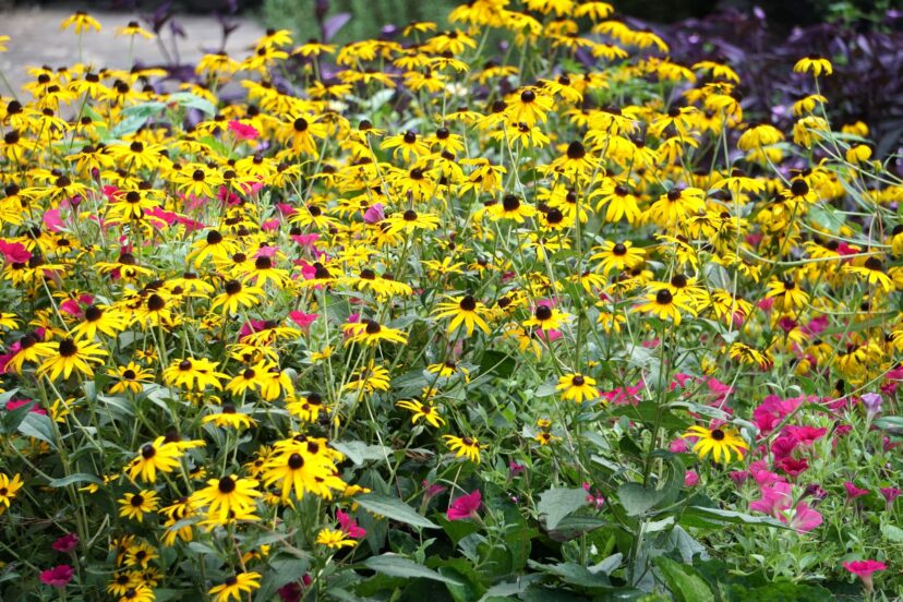 Goldstrum Black-eyed Susans (Rudbeckia fuldiga 'Goldstrum') is a long-blooming perennial that grows well in moist, well-drained soil.