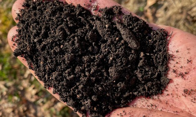 4 Ways to Improve Your Garden’s Soil Health—No-Tillage Methods