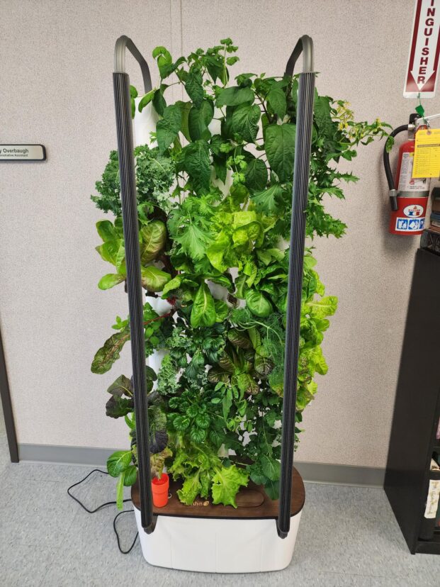 Hydroponic garden.
