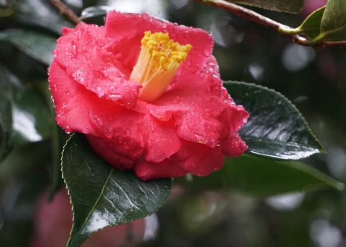 Lady Clare camellia (Camellia japonica ‘Lady Clare’) is a mid to late-season bloomer with deep pink, ruffled flowers.