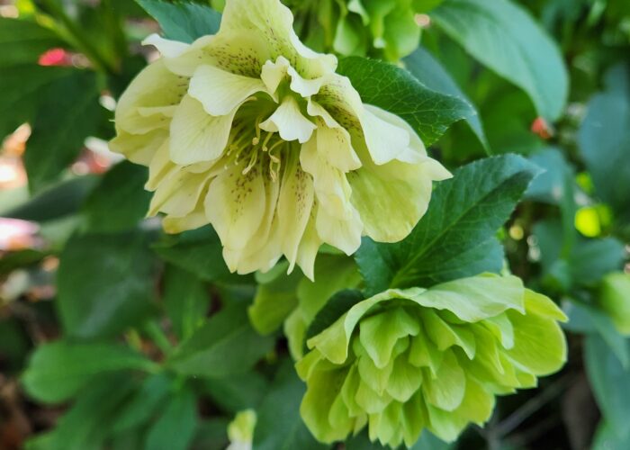 Lenten roses (Helleborus sp.) have evergreen foliage and bloom in the winter and early spring.