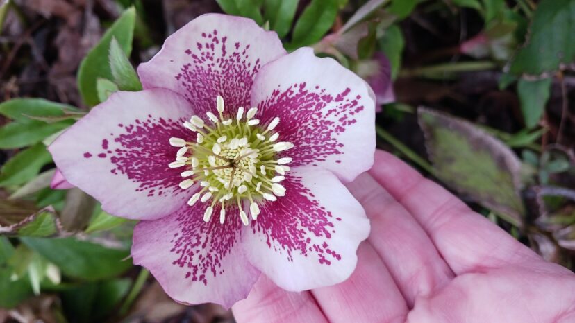 Lenten roses (Helleborus x hybridus) bloom in winter when little else is blooming.