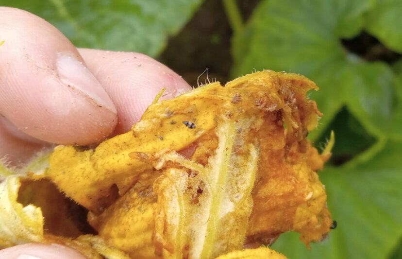 Minute pirate bug (Orius insidiosus), also called the insidious flower bug