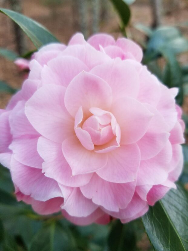 Nuccio’s Cameo Camellia