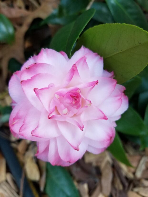 Nuccio’s Pearl Camellia.