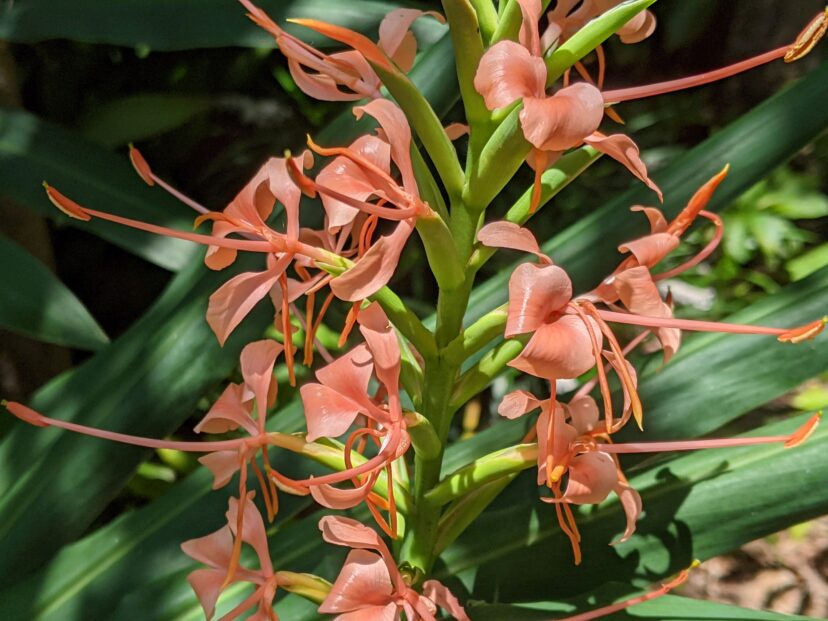 Orange Bottlebrush Ginger (Hedychium coccineum) has bright orange flowers.
