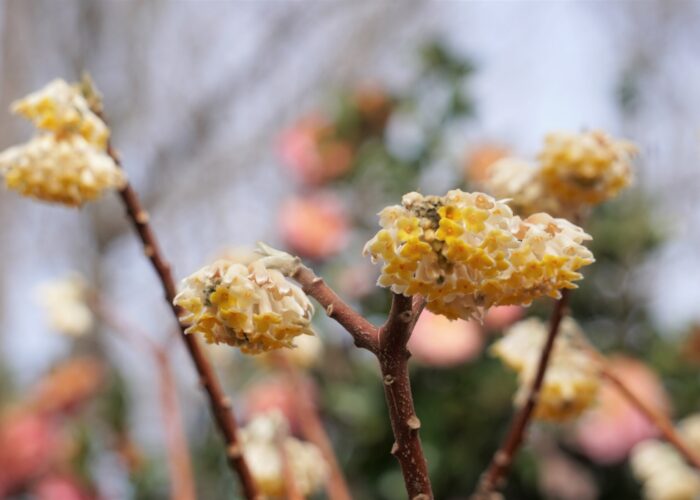 Paperbush (Edgeworthia chrysantha) has highly fragrant flowers in late winter.
