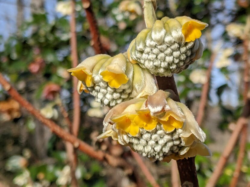 Paperbush (Edgeworthia chrysantha) has very fragrant flowers that smell similar to a gardenia.