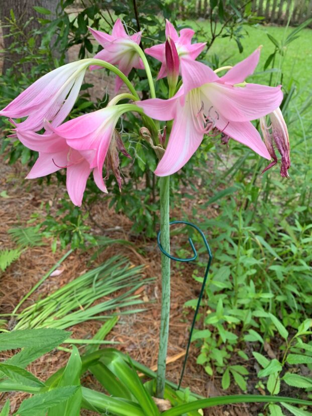 Pink Powell's crinum (Crinum x powellii)
