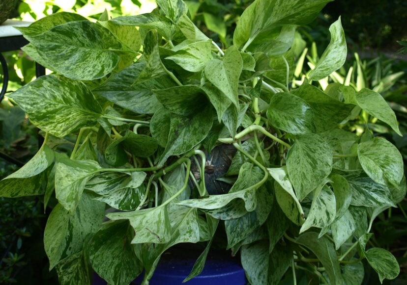 Pothos (Epipremnum aureum) is a very popular houseplant that can be grown in a hanging basket or trained to climb a mossy totem.