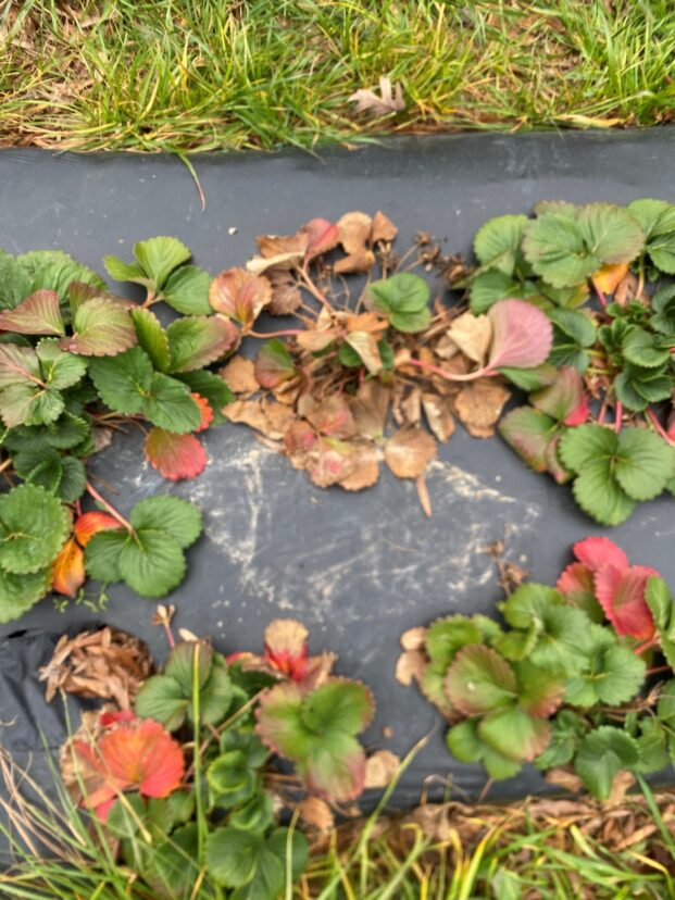 Previously good-looking plants collapsing.