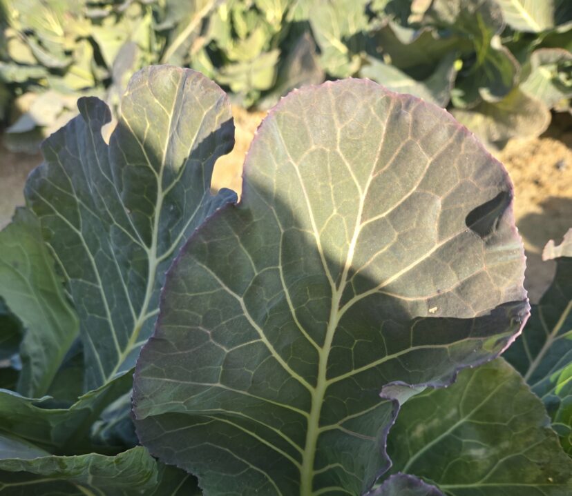 Purpling/reddening around the leaf margins in response to cold soil.