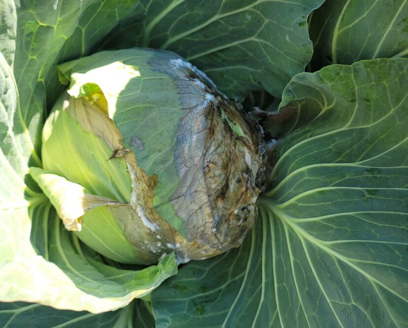 Sclerotinia infection on cabbage following the cold.