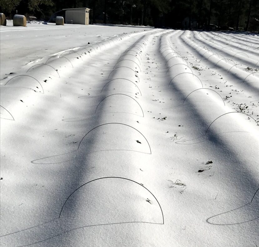 Snow covered strawberry