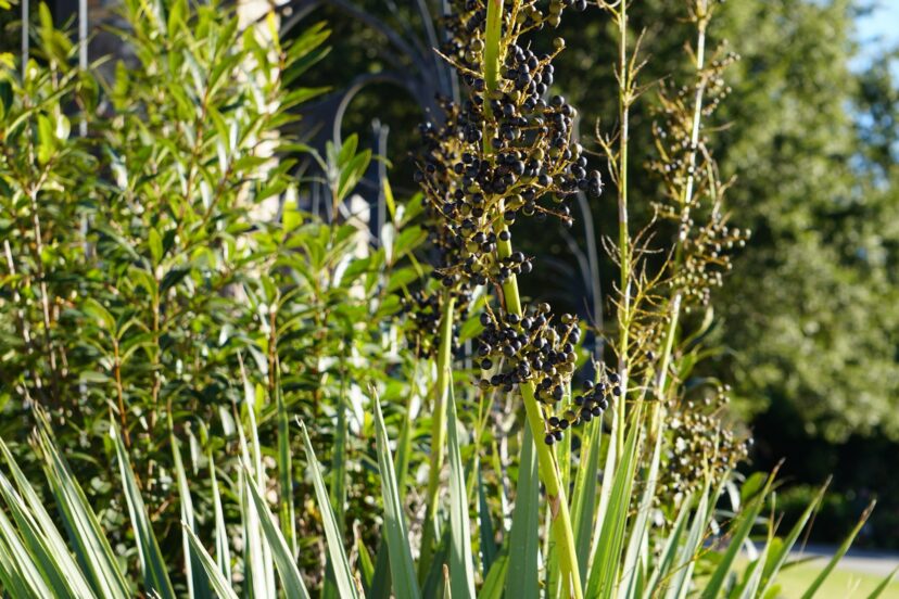 The fruit of saw palmetto is a food source for birds and other wildlife.