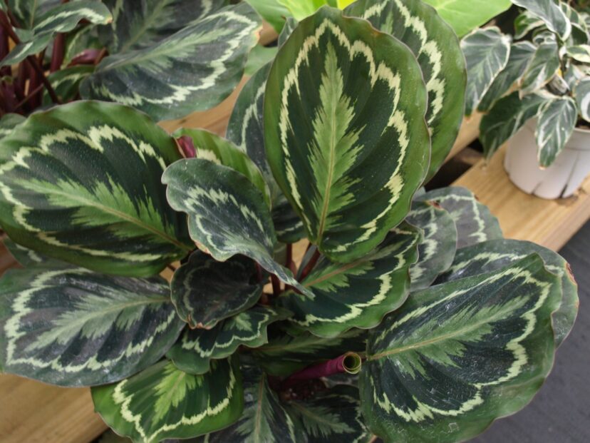 The leaves of the prayer plant (Maranta leuconeura) fold at night, giving the plant its common name.