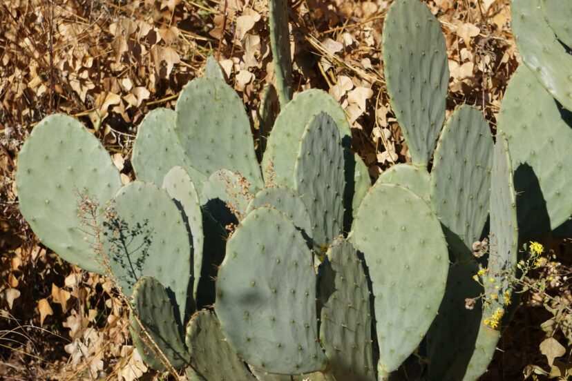 The prickly pear cactus has traditionally been used as a treatment for type 2 diabetes.