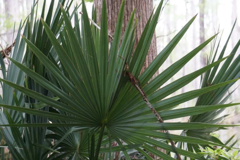 There is a green leaf form of saw palmetto (Serenoa repens) in addition to the silver form.
