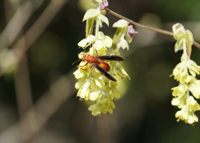 Winter hazel (Corylopsis spp.) has clusters of fragrant yellow flowers.