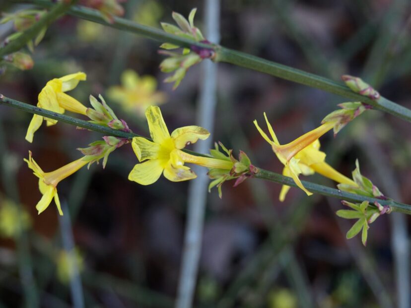 Winter Jasmine (Jasminum nudiflorum) can be grown as a shrub or a vine.