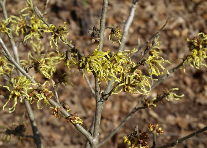 Witch hazel flowers (Hamamelis x intermedia) have a sweet fragrance.