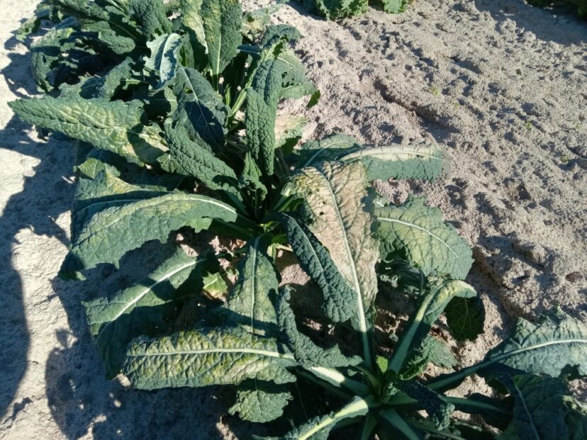 Lacinato kale showing symptoms of cold damage. 