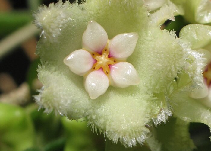 Despite its botanical name Hoya serpens = serpent = snake, this Hoya can tolerate some cold.