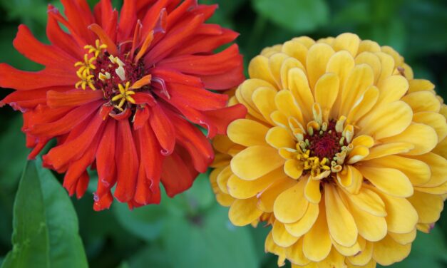How to Grow Zinnias: The Best Varieties & Care Tips