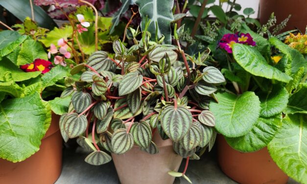 Peperomia Houseplants