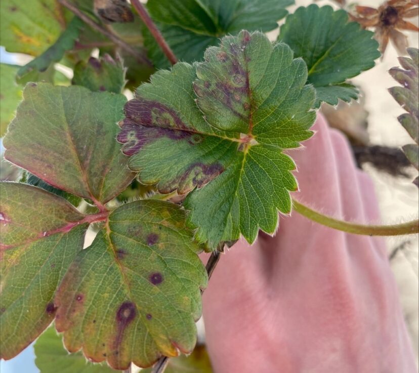 Some funky leaf spots found on a strawberry plant. The Clemson lab reported angular leaf spot on this plant.